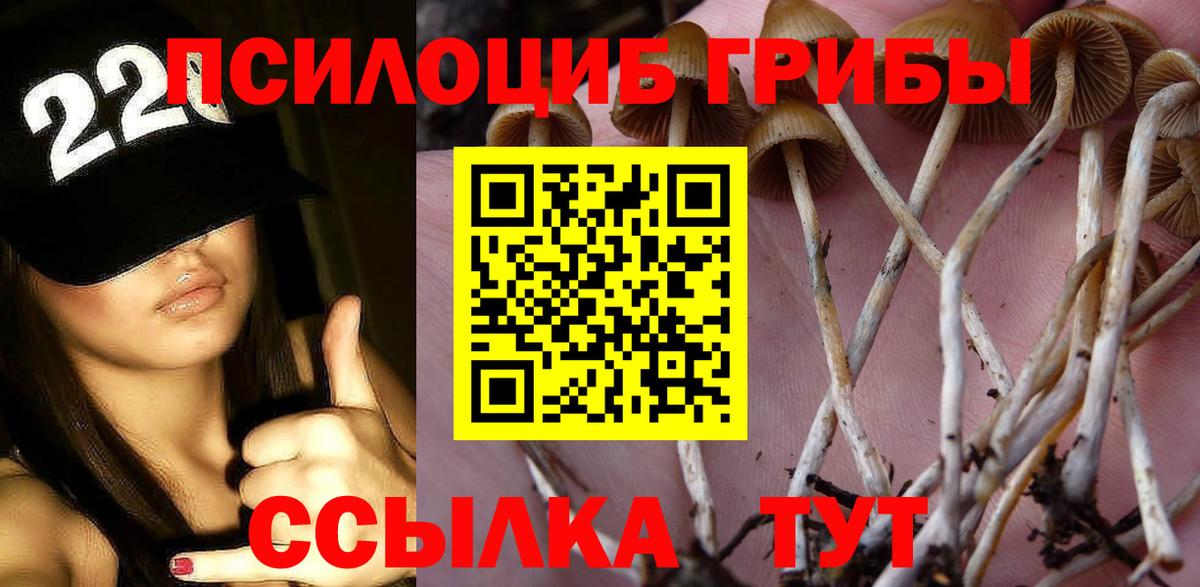 Галлюциногенные грибы Psilocybe Лениногорск